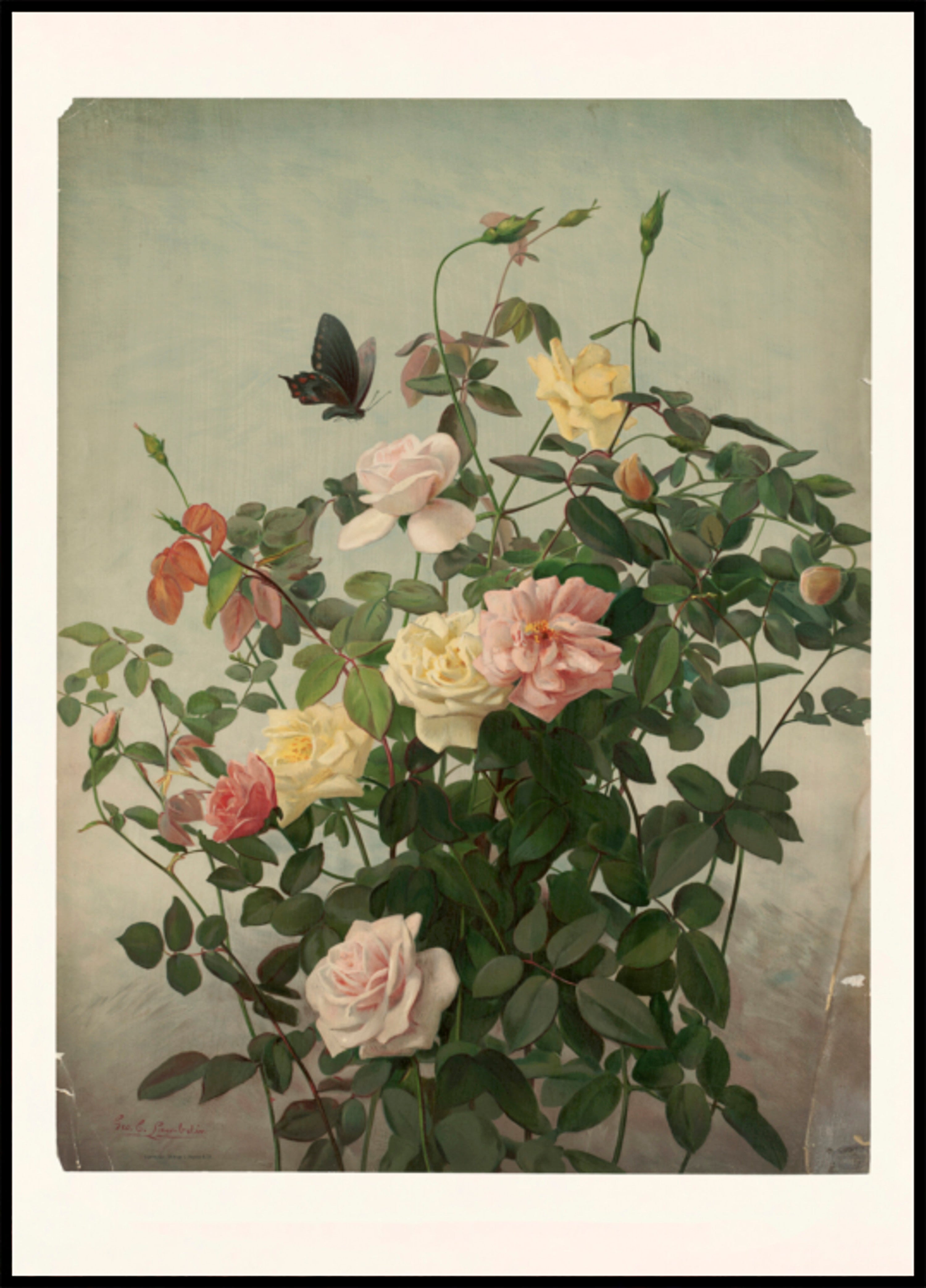 Roses