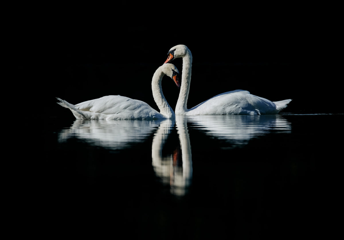 Romantic Swan Reflection - Posterbox