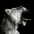Powerful Lioness Yawn - Posterbox