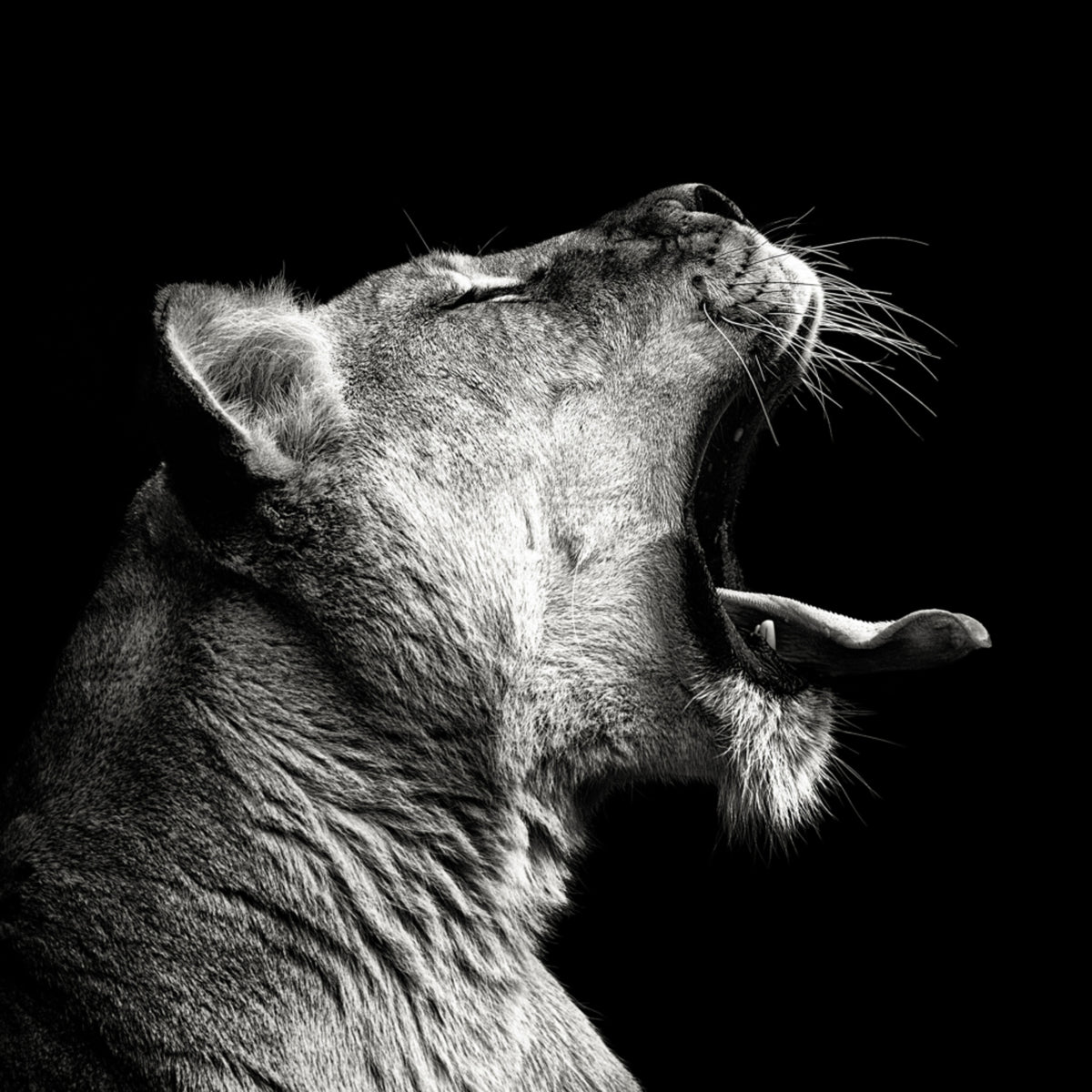 Powerful Lioness Yawn - Posterbox