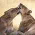 African Lion Bond - Posterbox