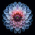 Vibrant Dahlia Bloom - Posterbox