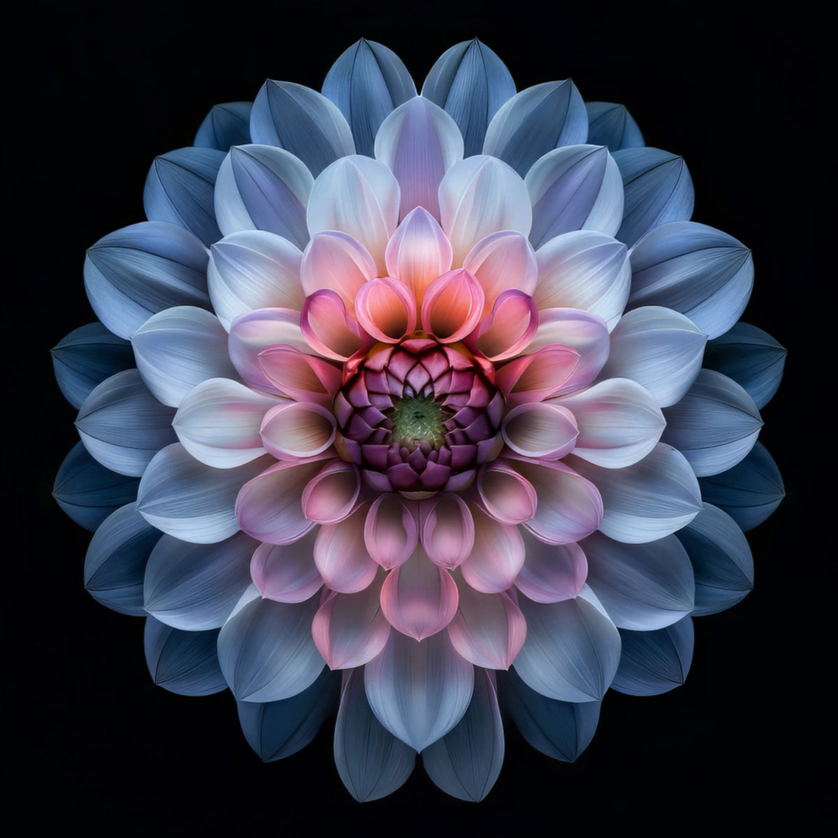 Vibrant Dahlia Bloom - Posterbox