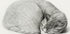 Rolled Up Lying, Sleeping Cat By Jean Bernard (1775 1883) - Posterbox
