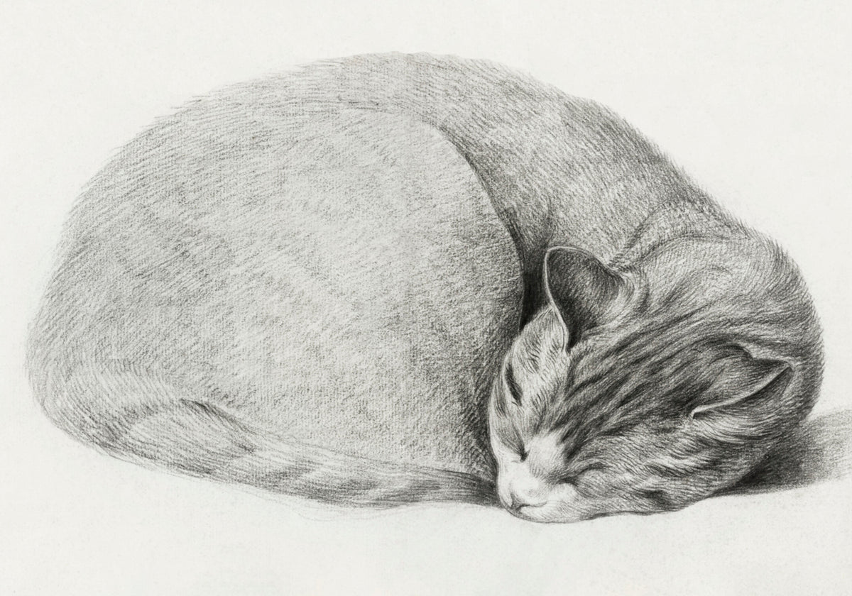 Rolled Up Lying, Sleeping Cat By Jean Bernard (1775 1883) - Posterbox