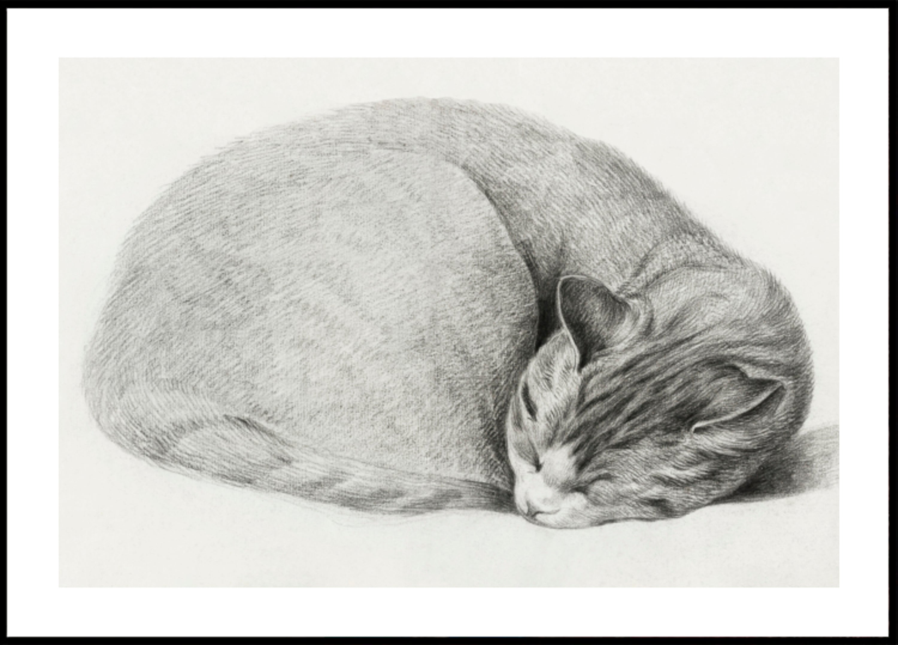 Rolled Up Lying, Sleeping Cat By Jean Bernard (1775 1883)