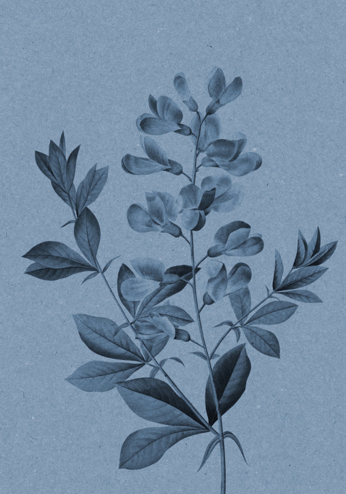 Elegant Blue Botanical - Posterbox