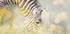 Peaceful Zebra Foal - Posterbox