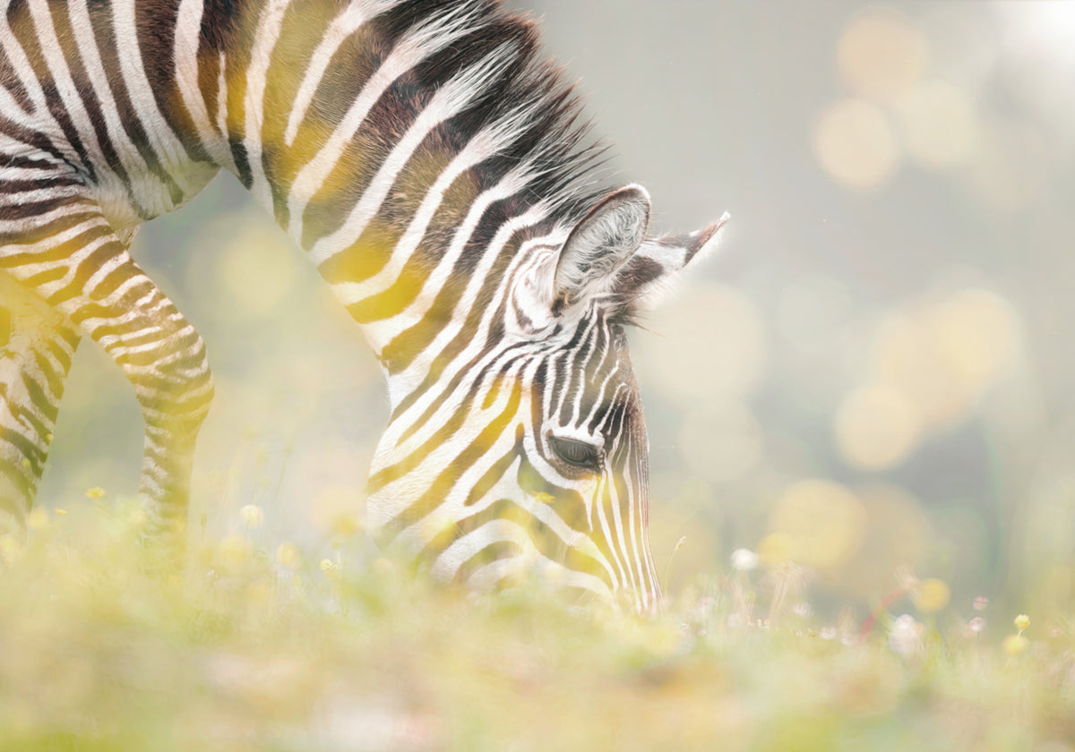 Peaceful Zebra Foal - Posterbox