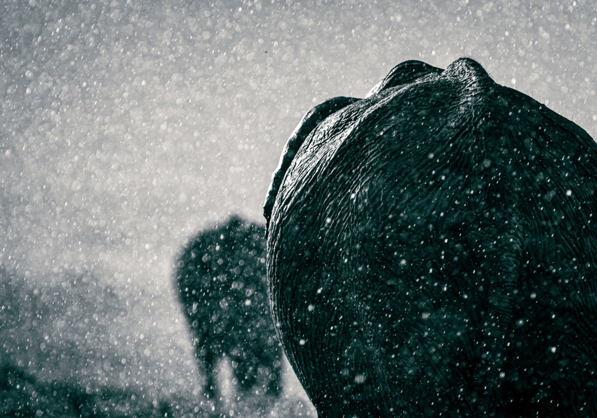 Elephants In The Rain - Posterbox