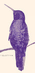 Elegant Violet Hummingbird - Posterbox