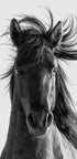 Wild Horse Portrait - Posterbox
