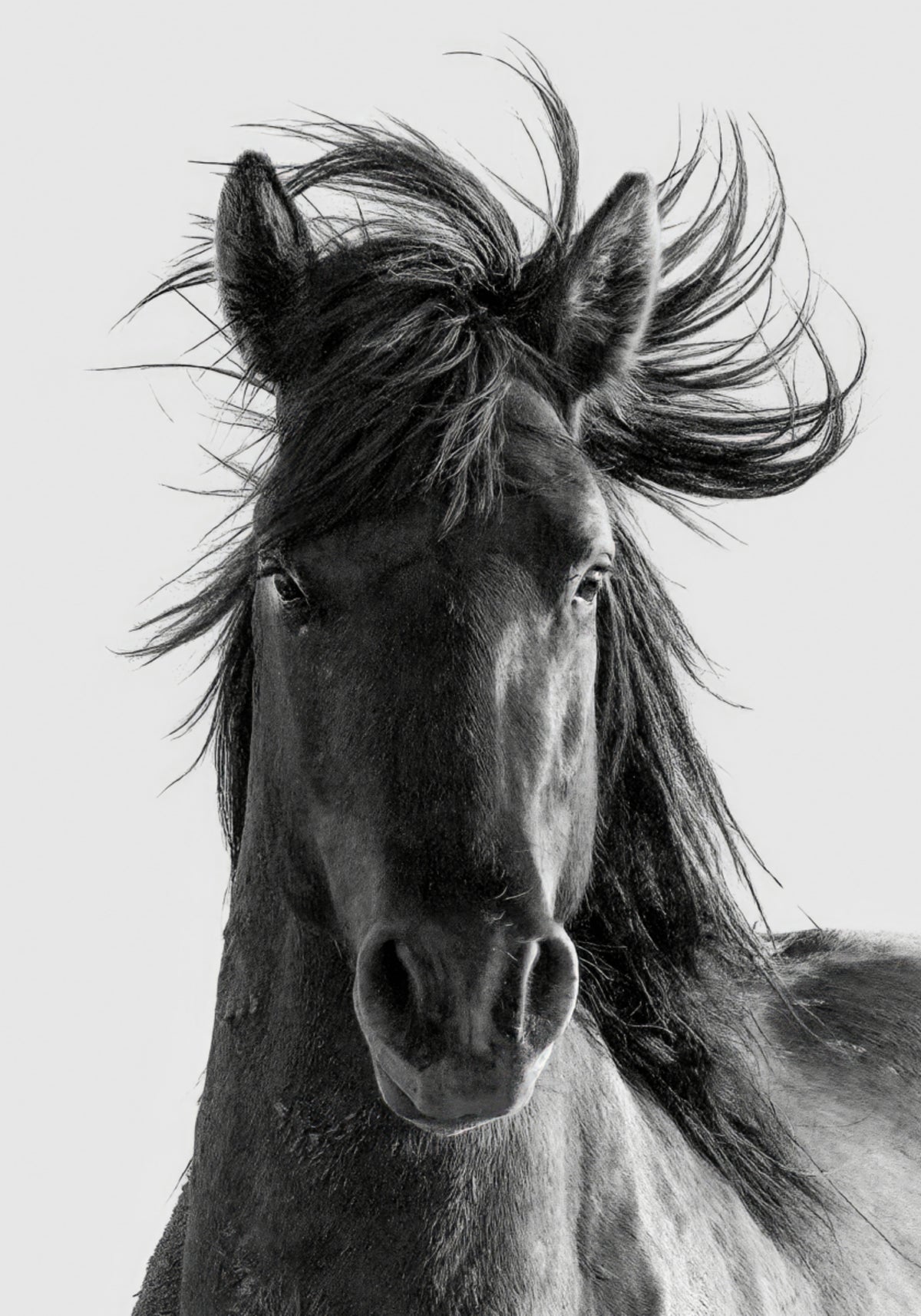 Wild Horse Portrait - Posterbox