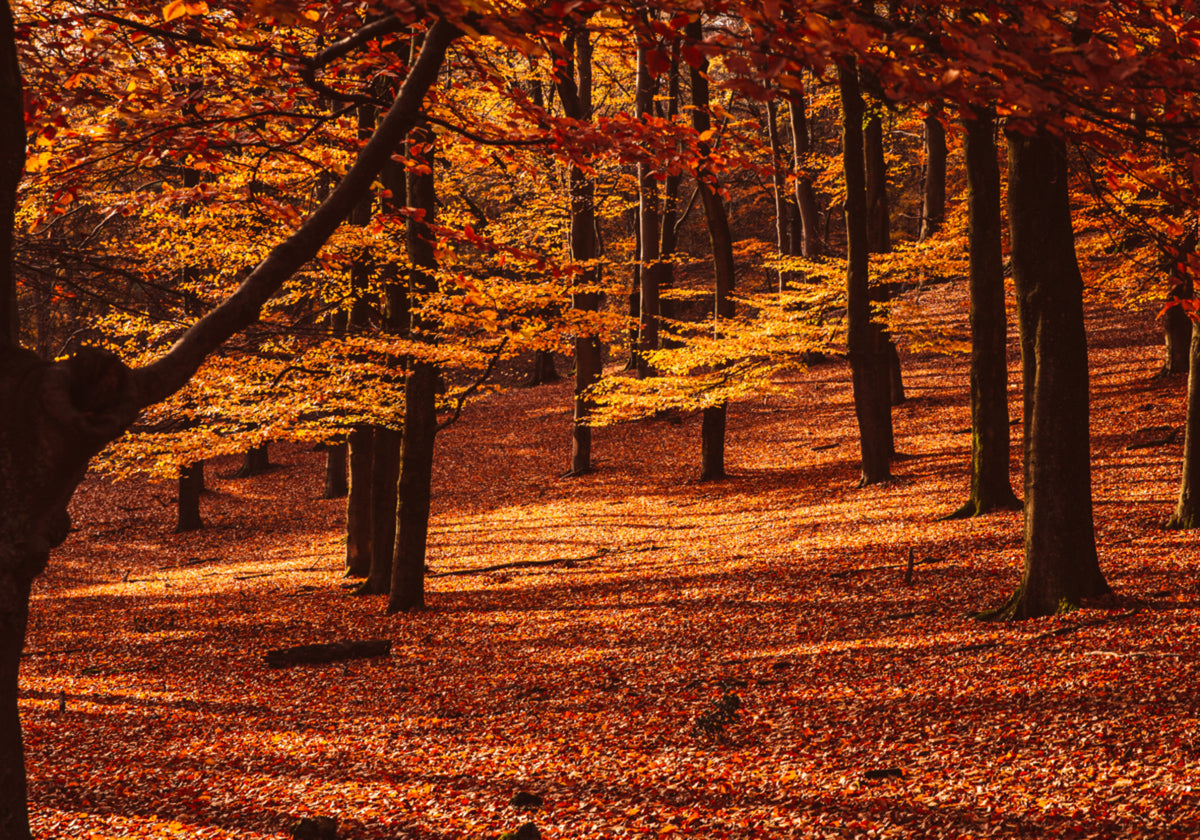 Golden Autumn Forest