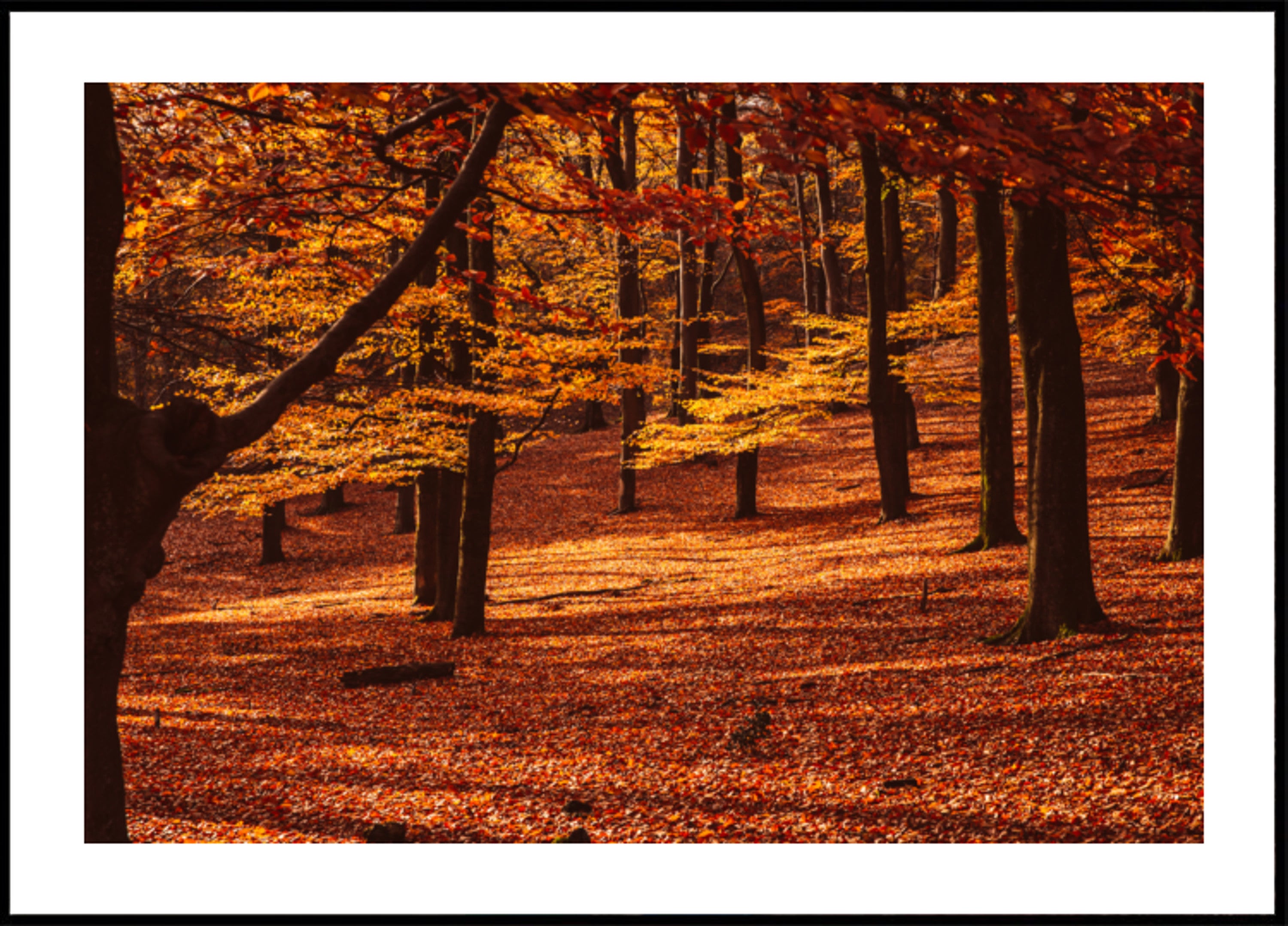 Golden Autumn Forest