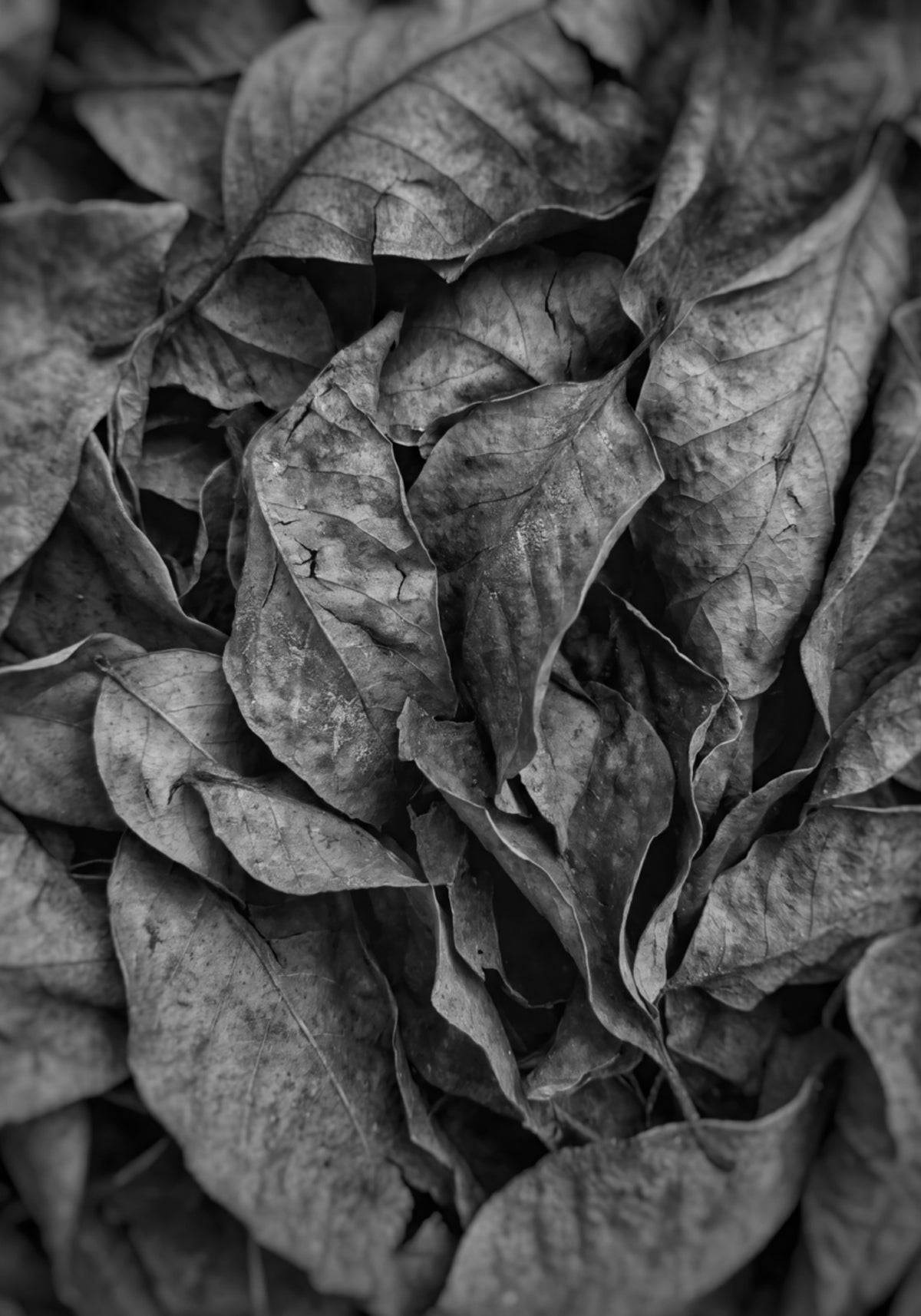 Monochrome Leaf Texture