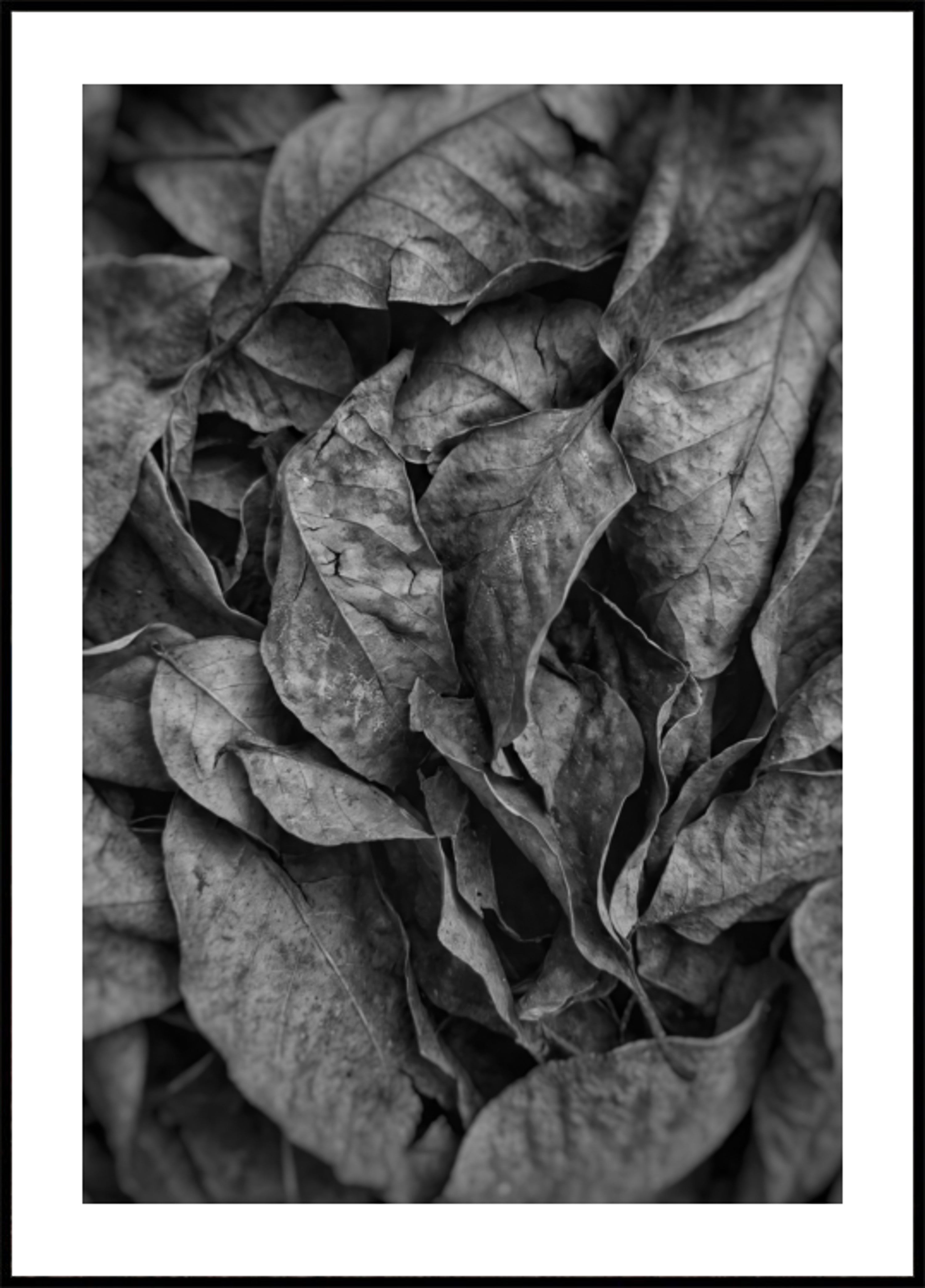 Monochrome Leaf Texture