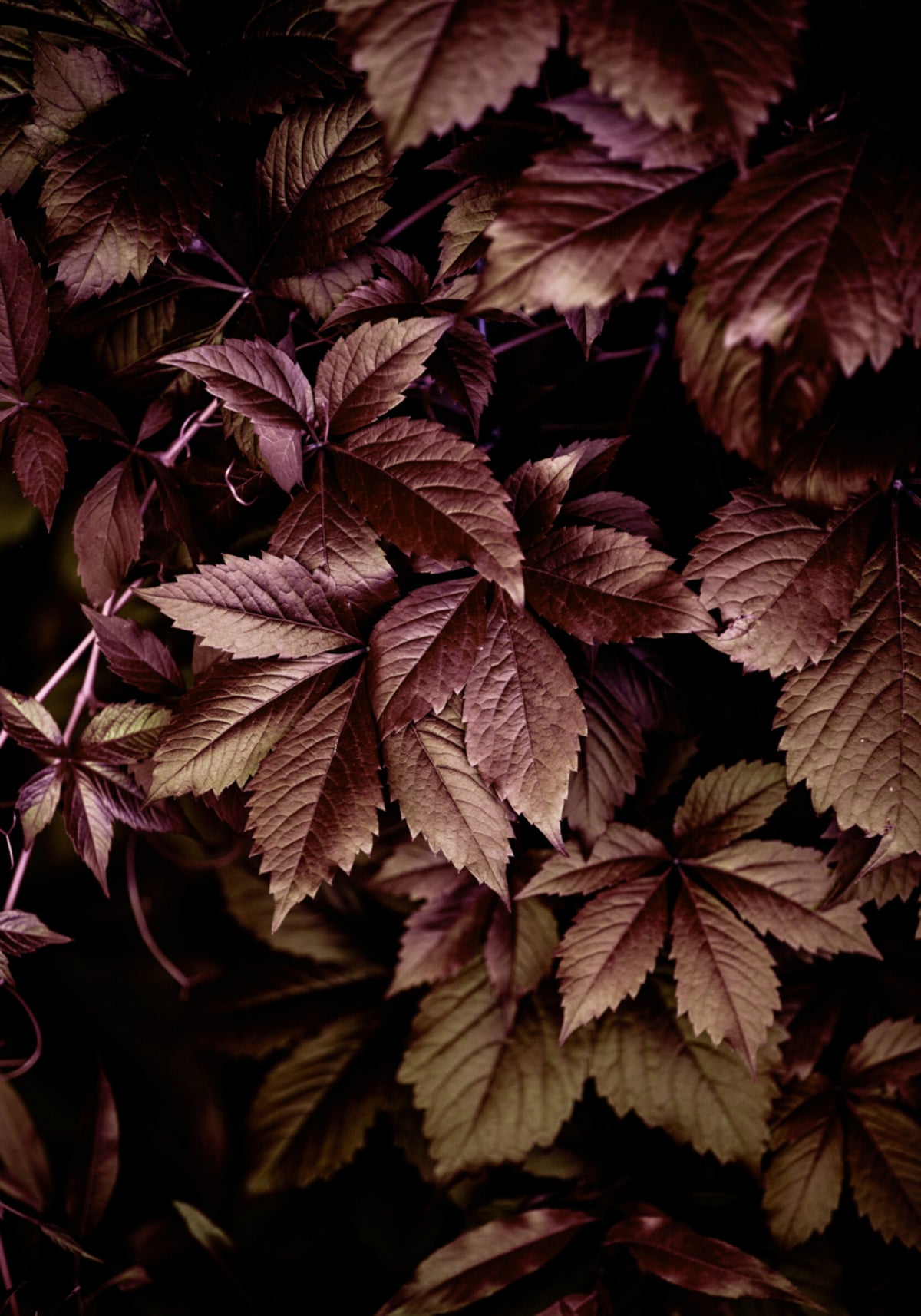 Autumn Leaves 13