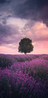 Lavender Fields, Isparta Plakat - Posterbox