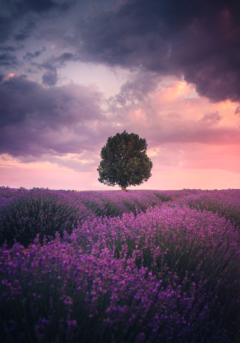 Lavender Fields, Isparta Plakat - Posterbox