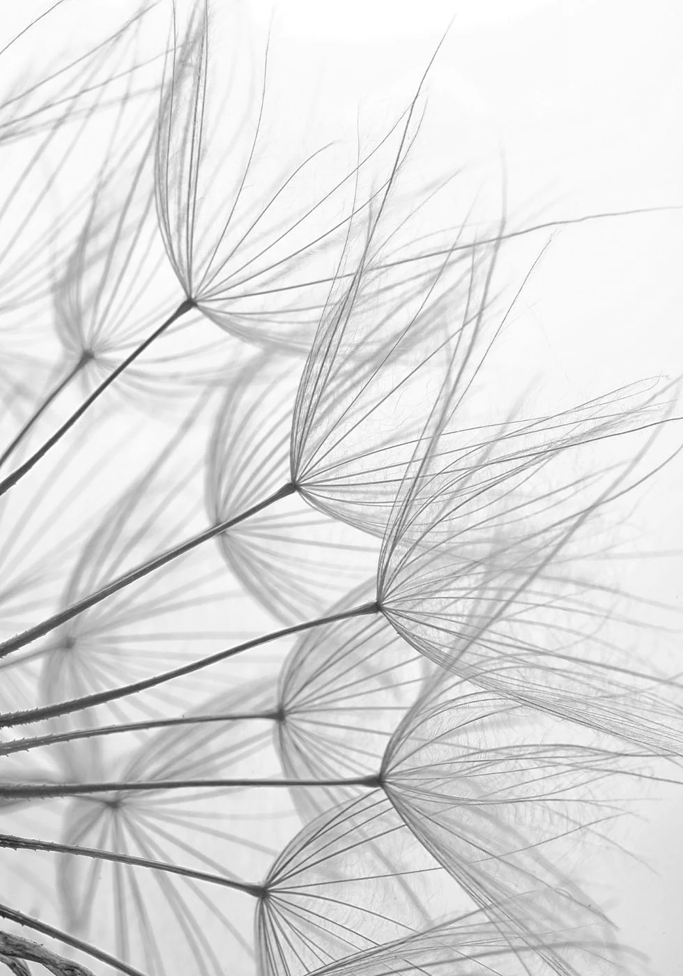 Dandelion Wishes in Black and White Plakat