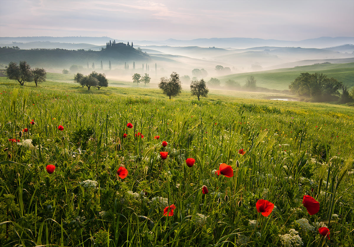 Tuscan spring Plakat - Posterbox