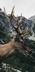 Deer in Profile Plakat - Posterbox.dk