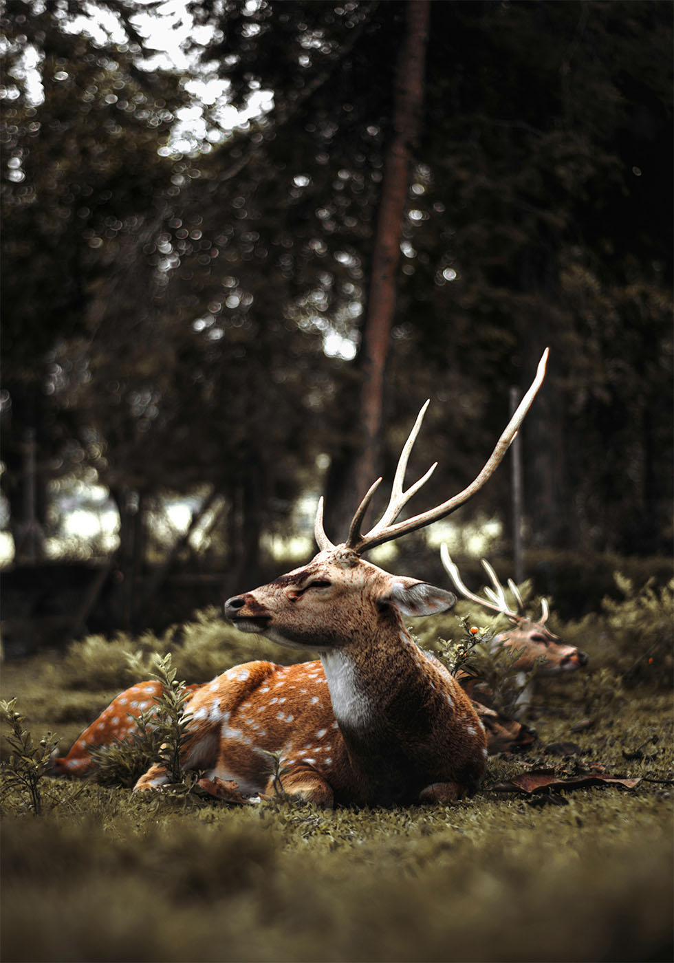 Deer In The Forest Plakat - Posterbox.dk