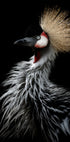 Crowned crane's portrait - Posterbox