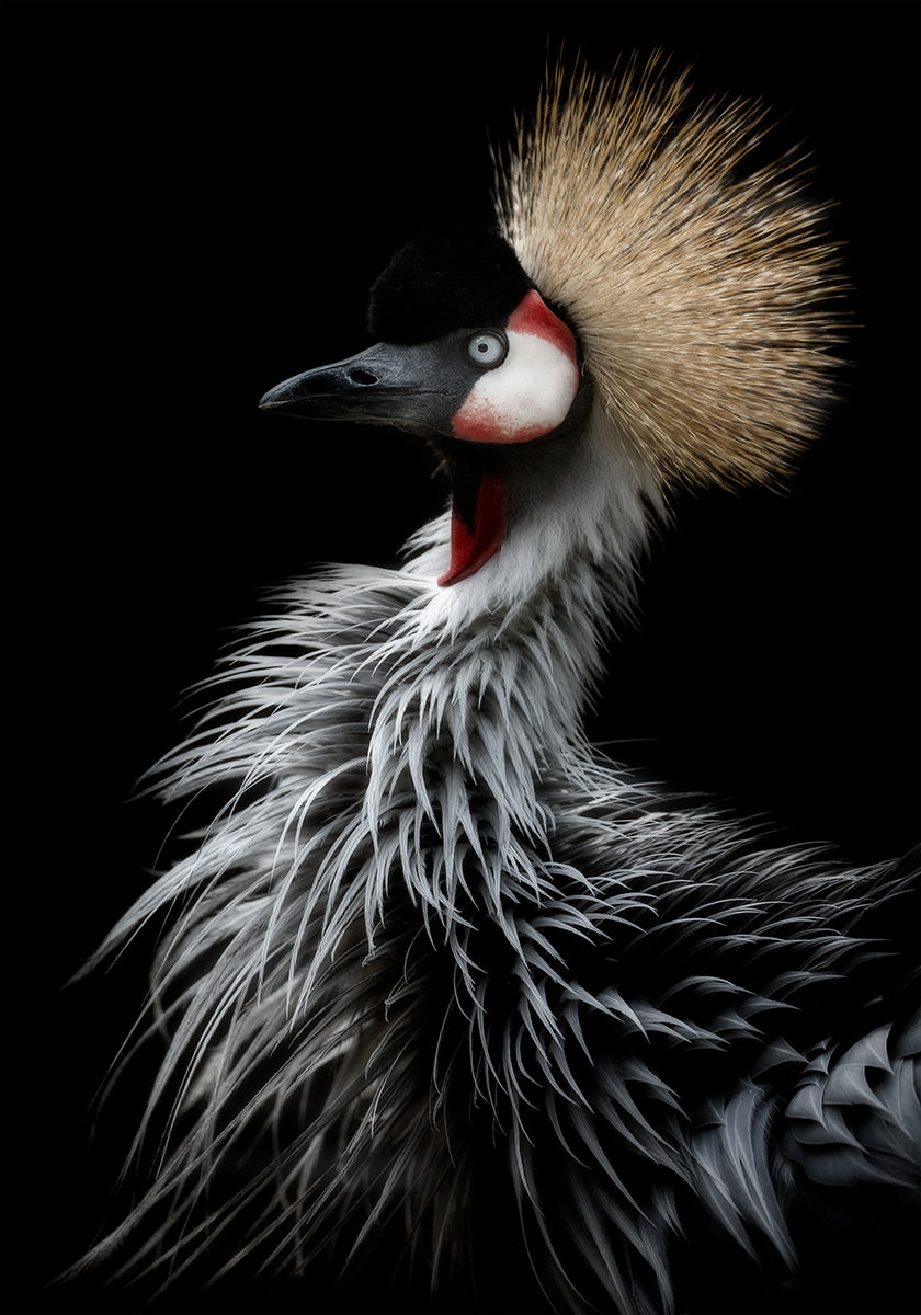 Crowned crane's portrait - Posterbox
