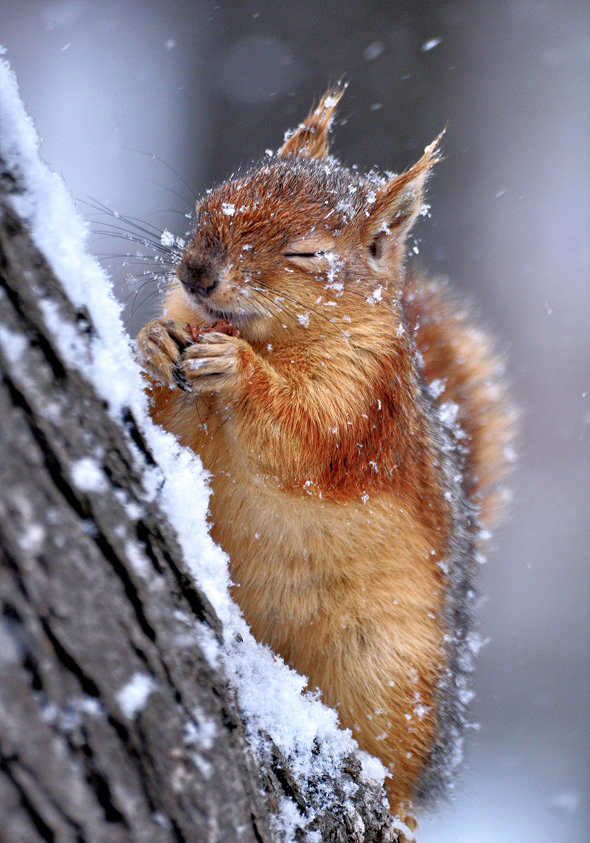 winter - Posterbox