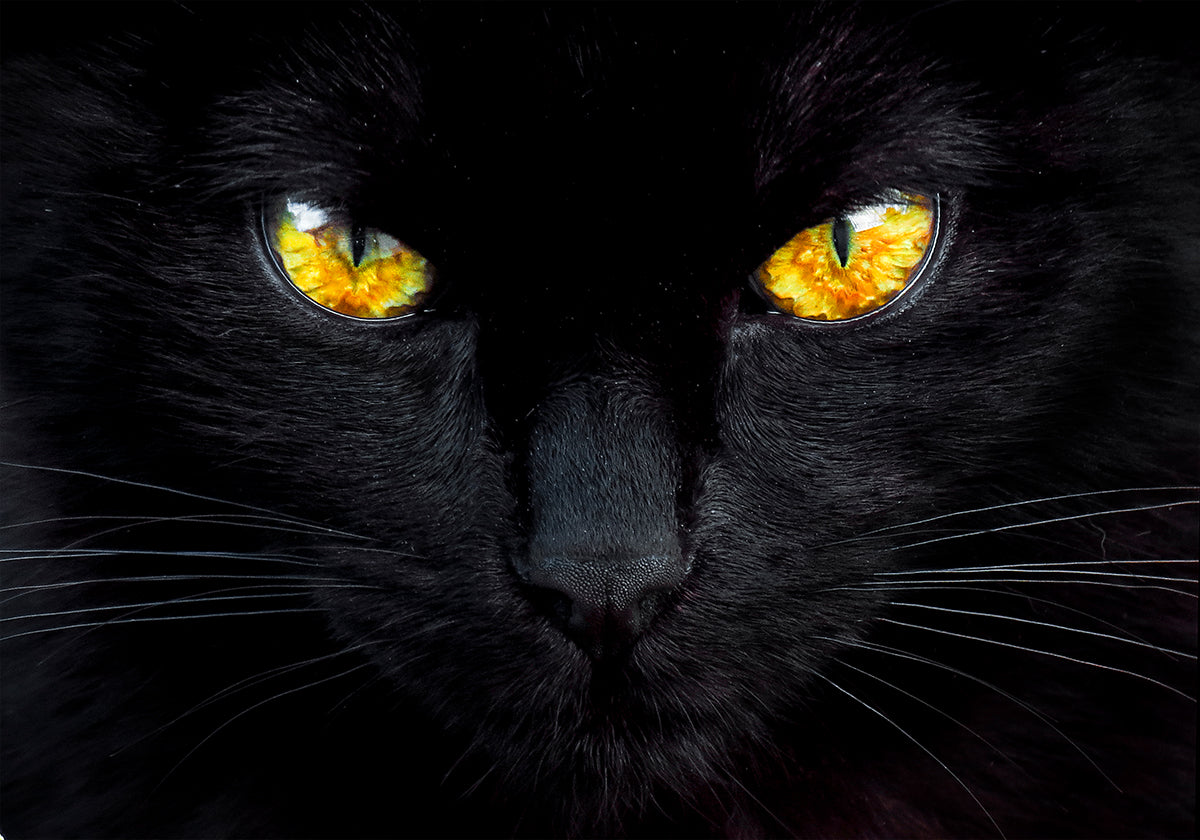 The hypnotist of the night - Posterbox