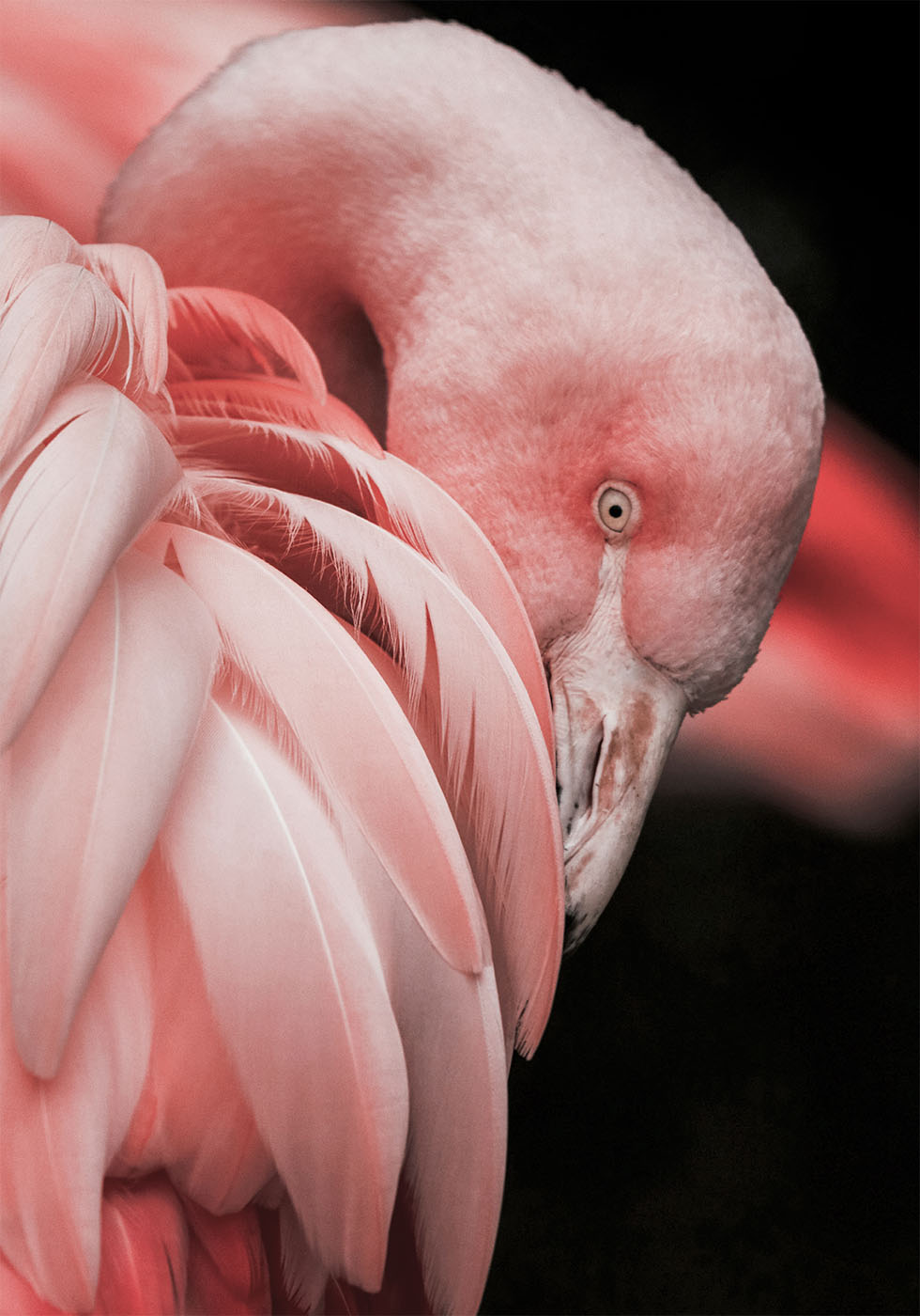 Flamingo Hide In Their Feathers Plakat - Posterbox.dk