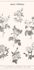 Roses Plakat - Posterbox