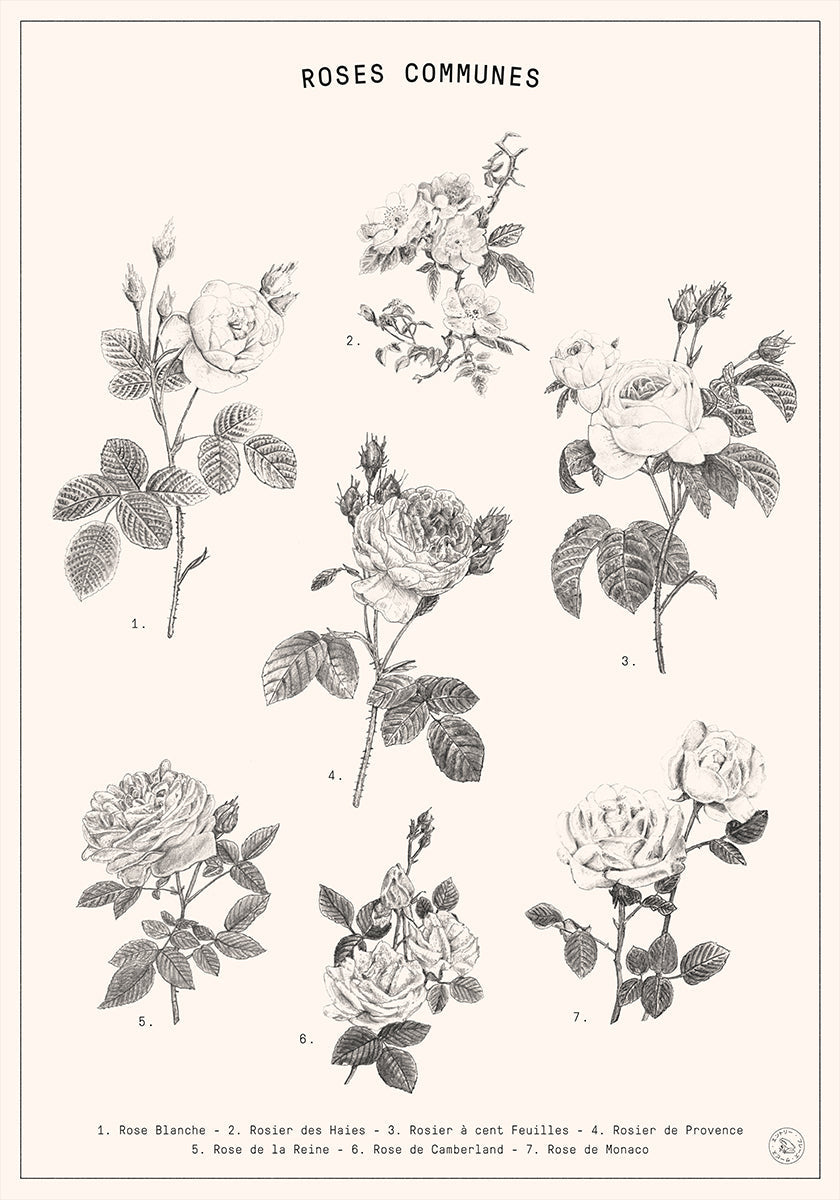 Roses Plakat - Posterbox