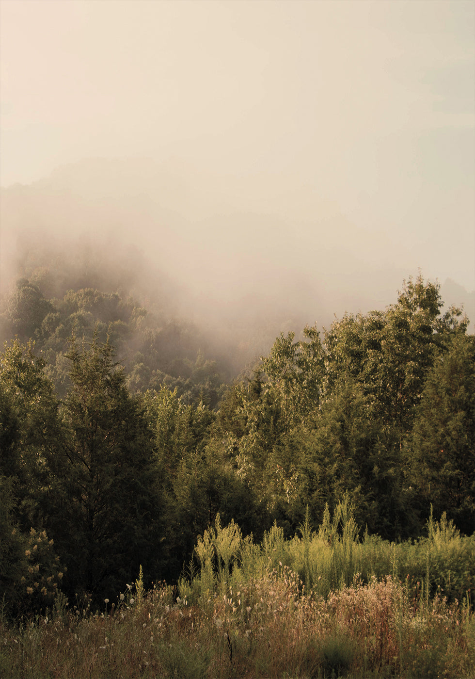 Foggy Forest Plakat - Posterbox.dk