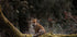 Fox in The Forest Plakat - Posterbox.dk