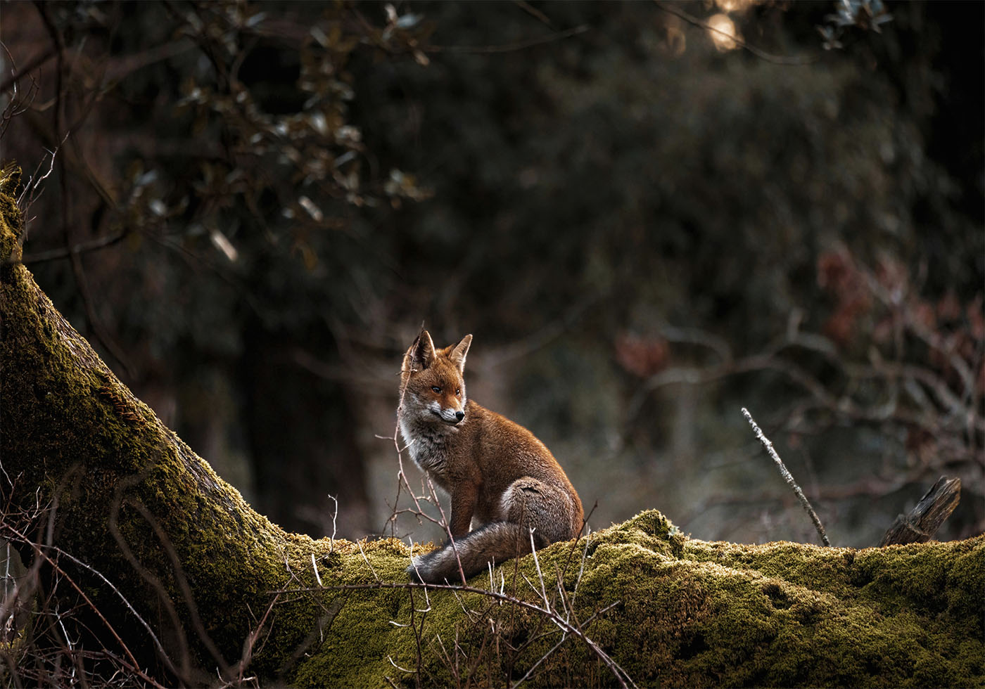 Fox in The Forest Plakat - Posterbox.dk