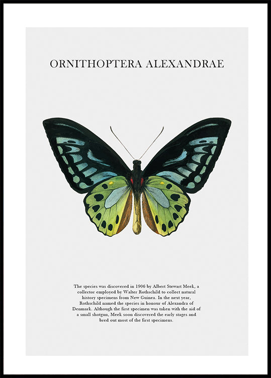 Butterfly Display Plakat - Posterbox.dk