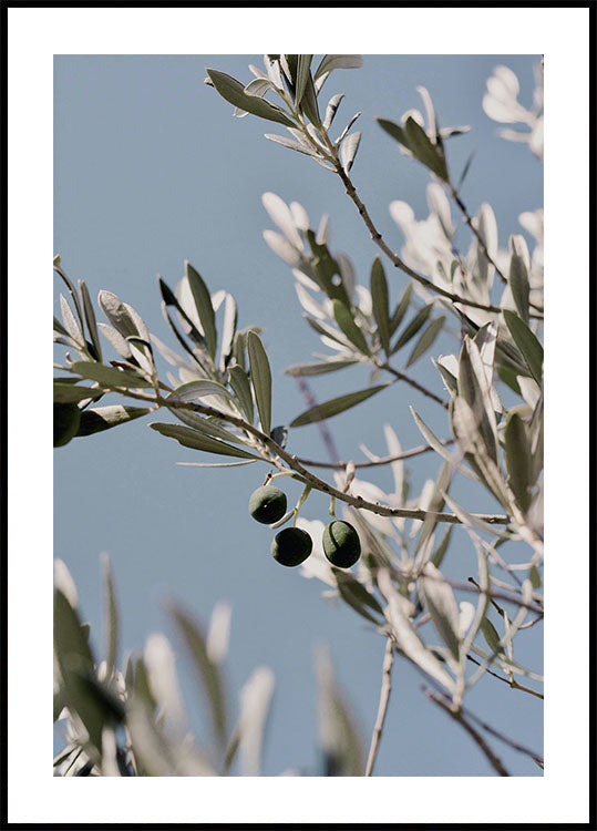 Olive Tree Branch Plakat