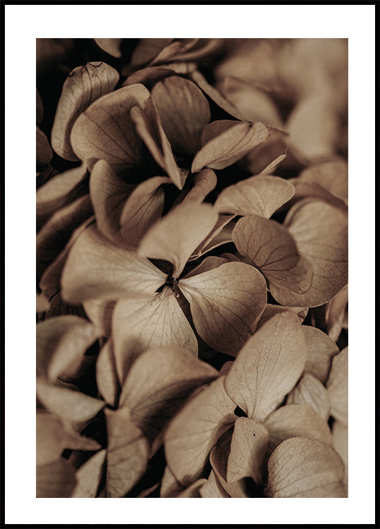 Dried Hydrangea Plakat - Posterbox.dk