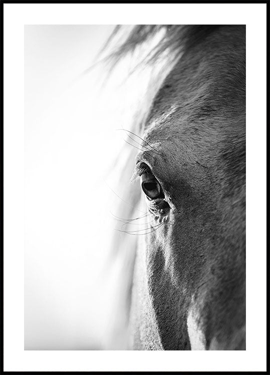 Horse Eye Plakat - Posterbox.dk