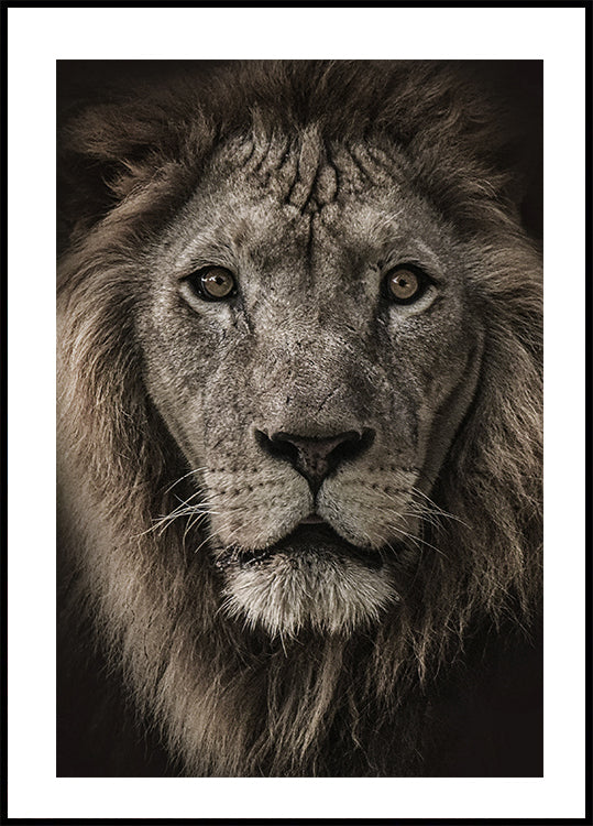 African Lion Plakat - Posterbox.dk