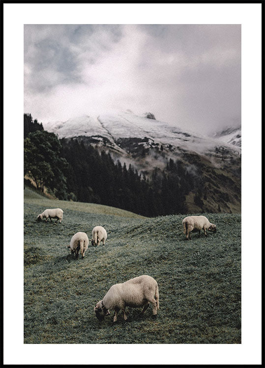 Sheep In The Alps Plakat - Posterbox.dk