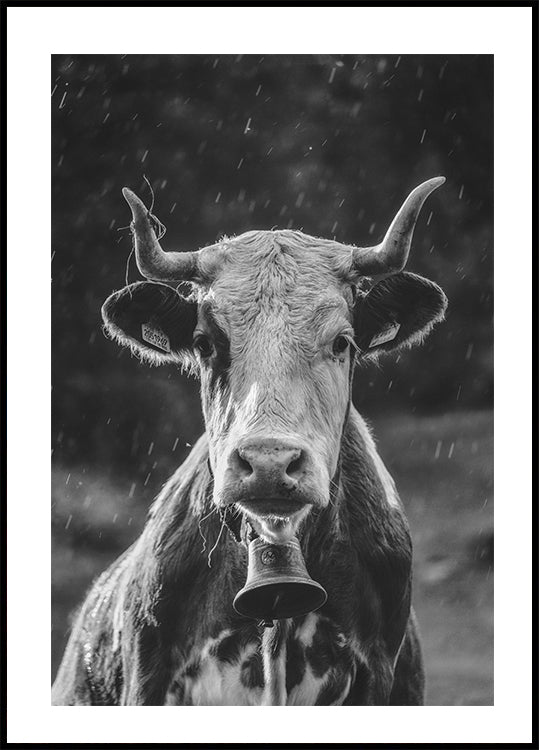 Cow With Bell Plakat - Posterbox.dk