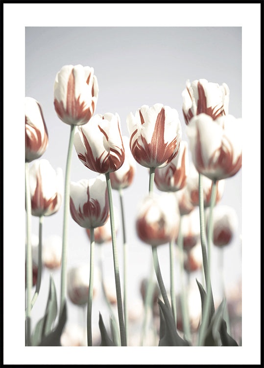 Dutch Tulips Plakat - Posterbox.dk