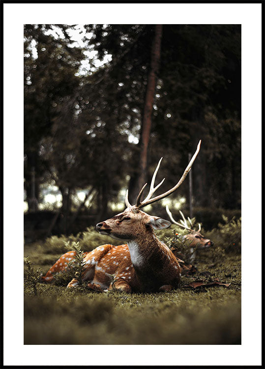 Deer In The Forest Plakat - Posterbox.dk