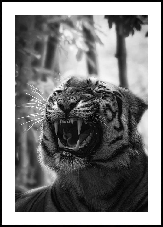 Angry Tiger Plakat - Posterbox.dk