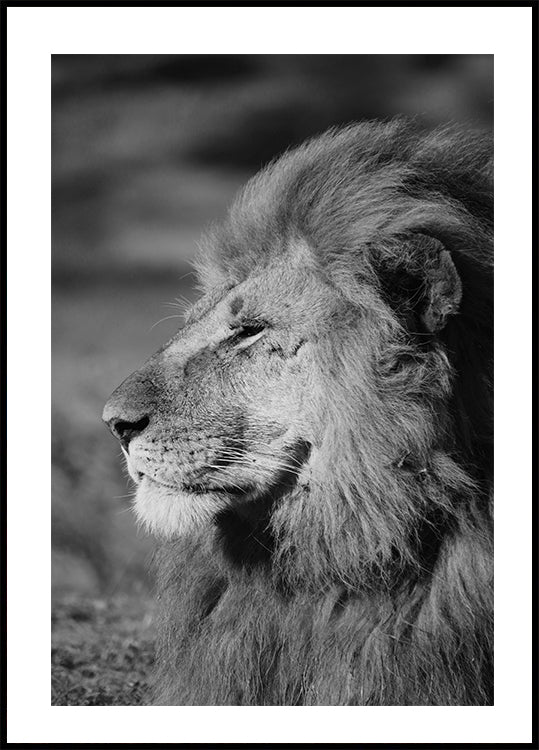 Male Lion Profile Plakat - Posterbox.dk