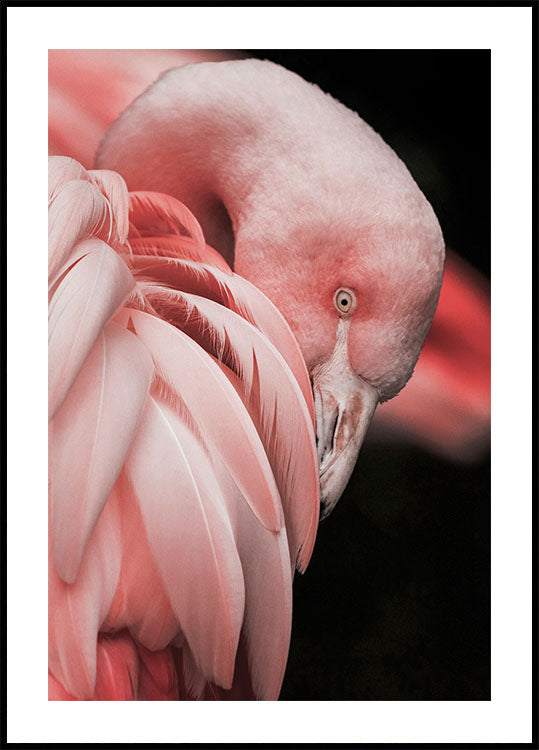 Flamingo Hide In Their Feathers Plakat - Posterbox.dk